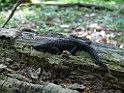 Alpenwatersalamander [6677]